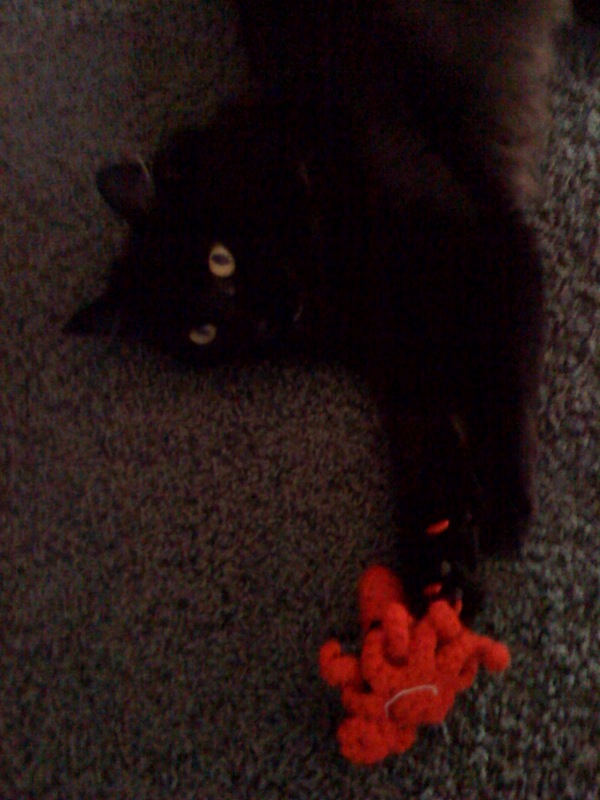 Pepper viciously attacks a squid Pepper viciously attacks a squid - Photo by Ariel Servadio