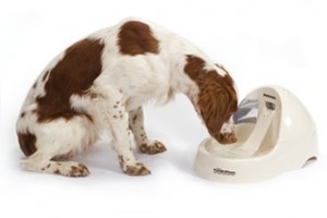 Pet Water Fountain Photo Courtesy of PetMate.com